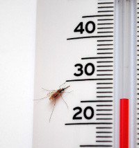 Malaria modelling on local scale, image credit Krijn Paaijmans